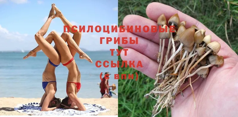 Псилоцибиновые грибы Psilocybe  купить наркоту  МЕГА маркетплейс  Верхний Тагил 